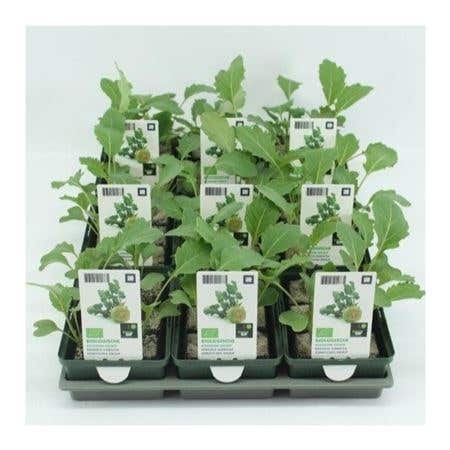 Koolrabi Groot (Brassica Oleracea Type) BIO