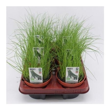 Bieslook (Alium Schoenoprasum) BIO