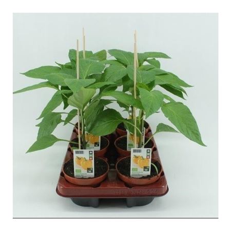 Paprika Geel 12 cm pot (Capsicum annuum) BIO 12 cm pot