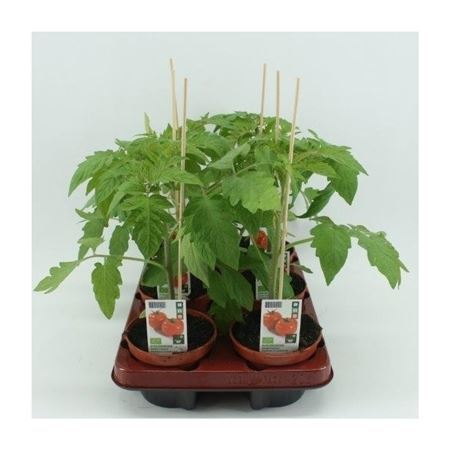 Ronde tomaat (Lycopersicon esculentum) BIO 12 cm pot