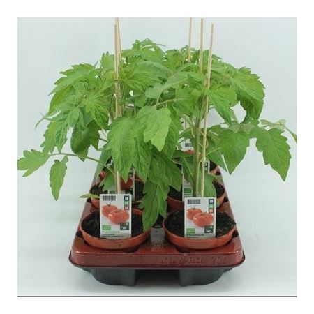 Vleestomaat (Lycopersicon esculentum) BIO 12 cm pot