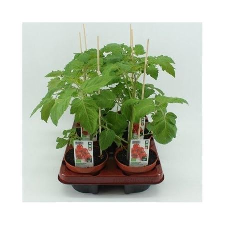 Cherrytomaat (Lycopersicon esculentum) BIO 12 cm pot