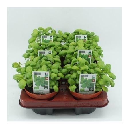 Basilicum (Ocimum basilicum) BIO
