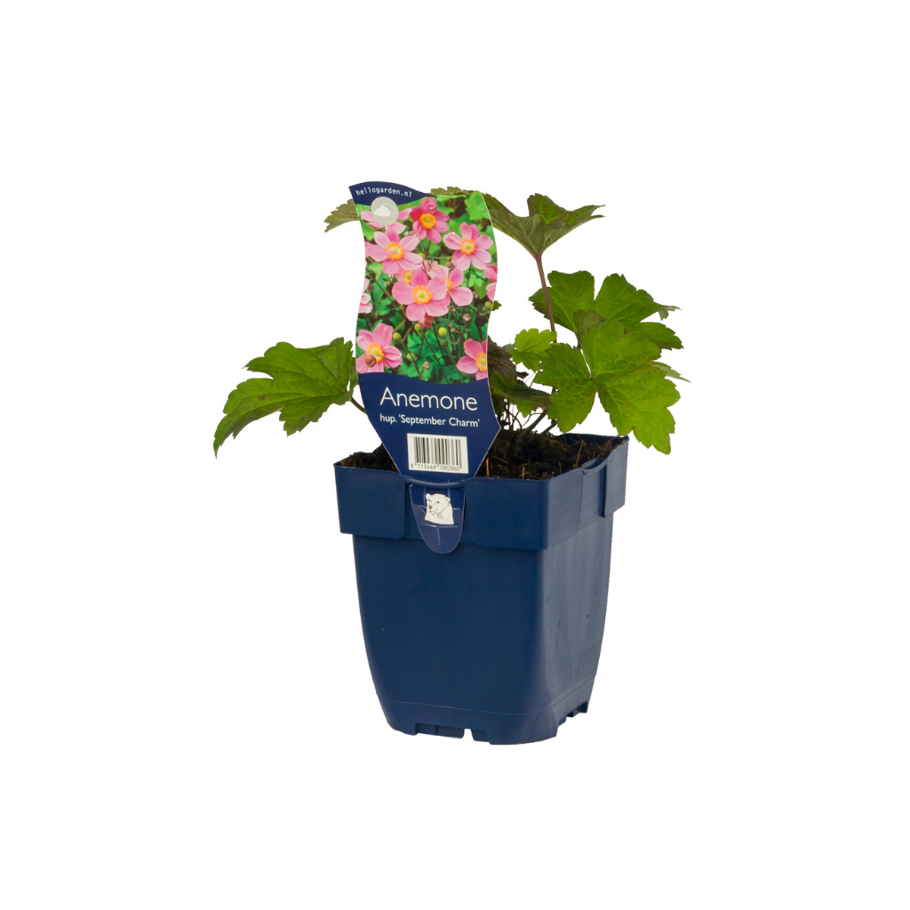 Anemoon (Anemone hup. 'September Charm') ø 11 cm