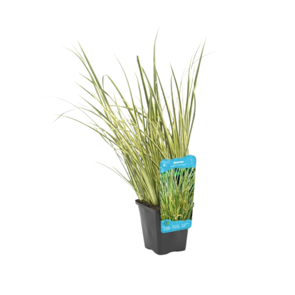 Mini bonte kalmoes (Acorus calamus Gramineus) Potmaat 9