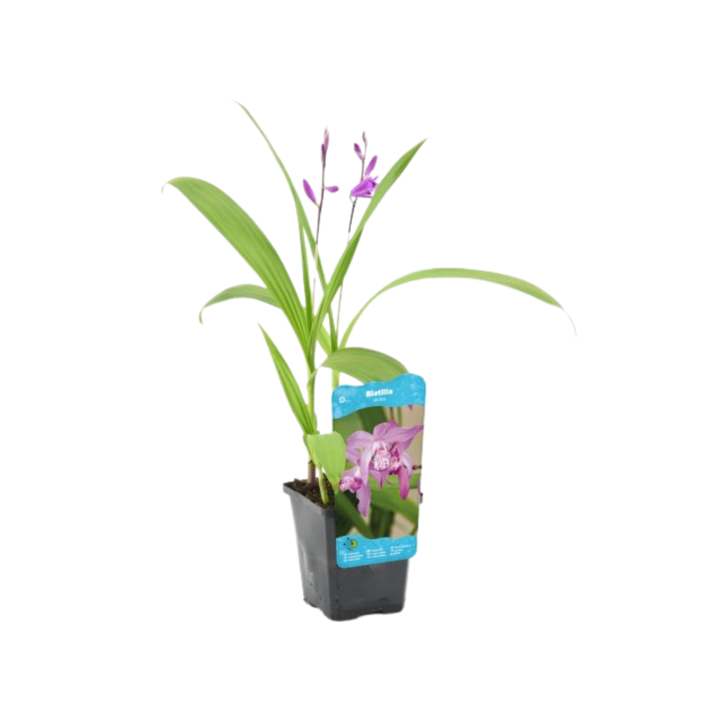 Japanse Orchidee (Bletilla striata) Potmaat 9