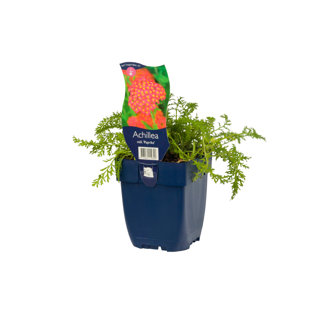 Duizendblad (Achillea mill. 'Paprika') ø 11 cm