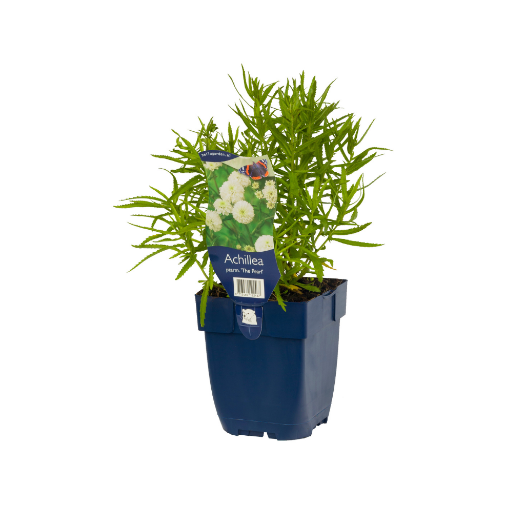 Duizendblad (Achillea ptarm. 'The Pearl') ø 11 cm