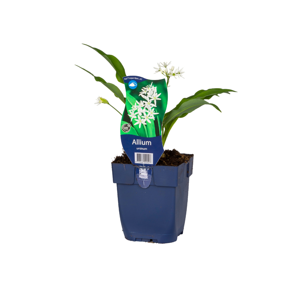 Sierui (Allium ursinum) ø 11 cm