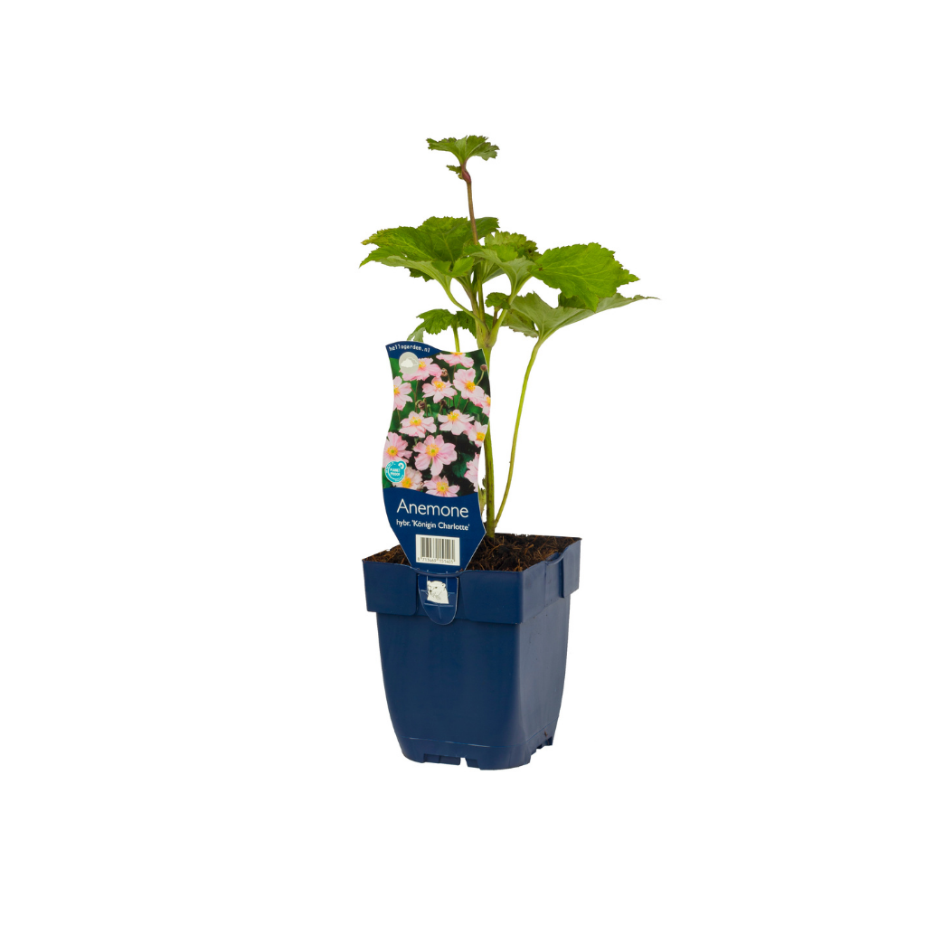 Japanse anemoon (Anemone hybr. 'Kön. Charlotte') ø 11 cm