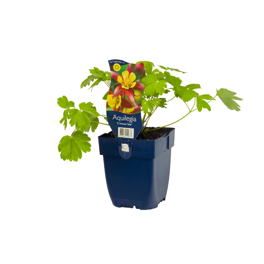 Akelei (Aquilegia 'Crimson Star') ø 11 cm