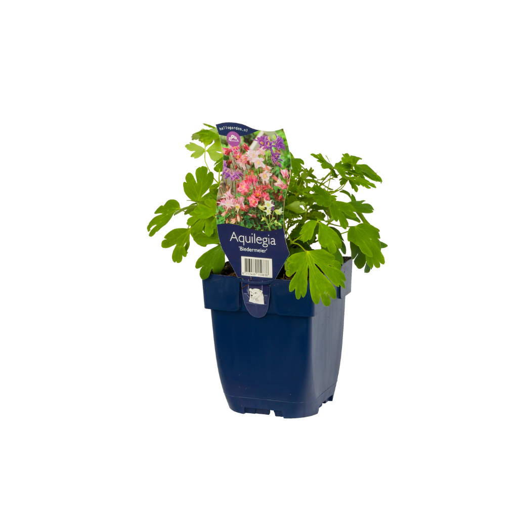 Akelei (Aquilegia 'Biedermeier') ø 11 cm