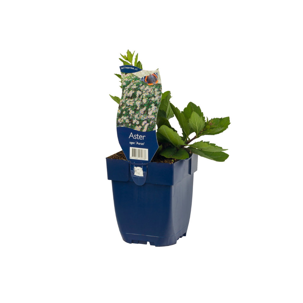 Herfstaster (Aster ager. 'Asran') ø 11 cm