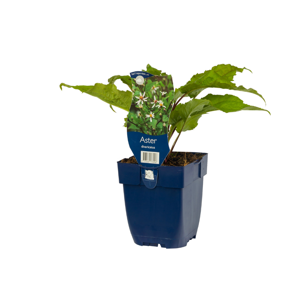 Aster (Aster divaricatus) ø 11 cm