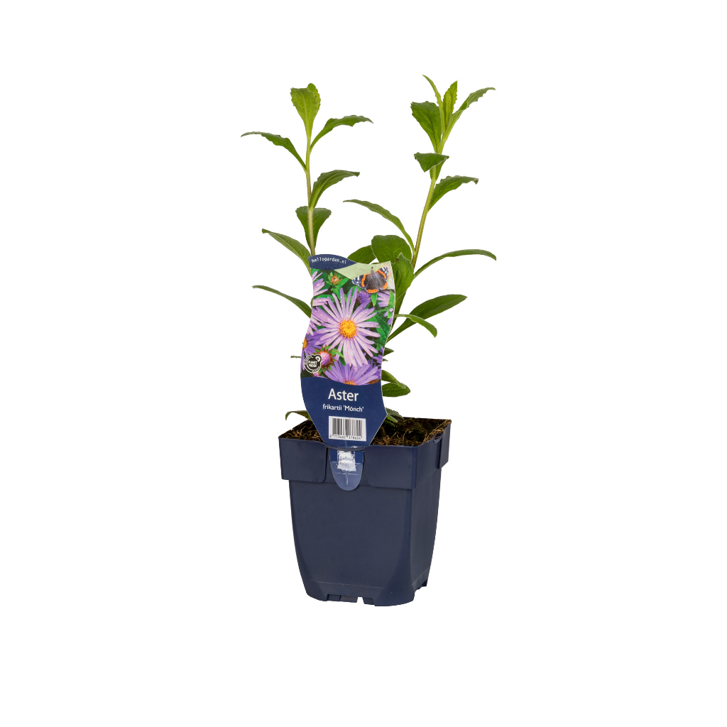 Herfstaster (Aster frikartii 'Mönch') ø 11 cm