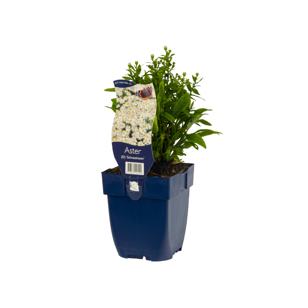 Herfstaster (Aster (D) 'Schneekissen') ø 11 cm