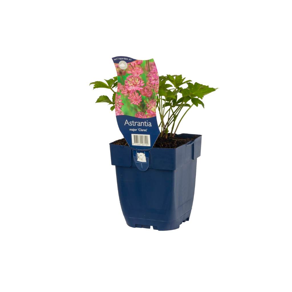 Zeeuws knoopje (Astrantia maj. 'Claret') ø 11 cm