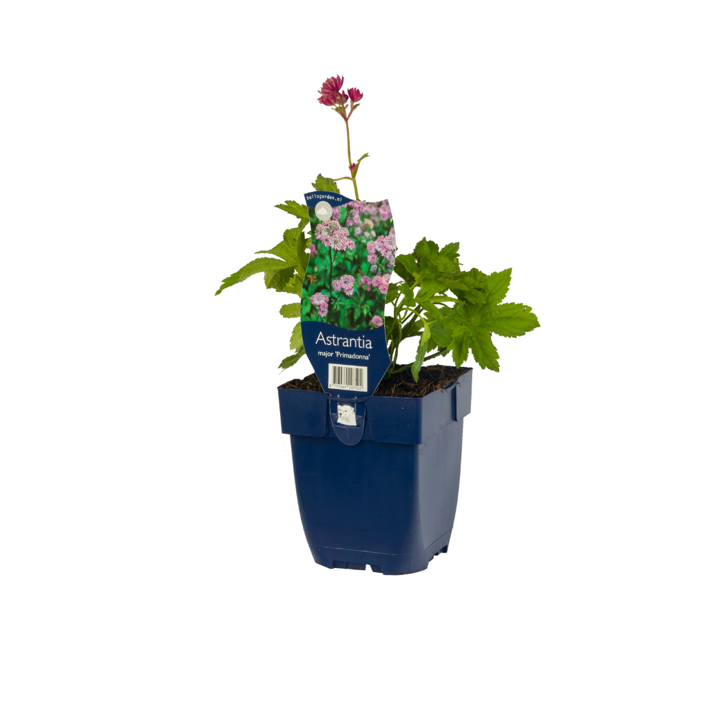 Zeeuws knoopje (Astrantia maj. 'Primadonna') ø 11 cm