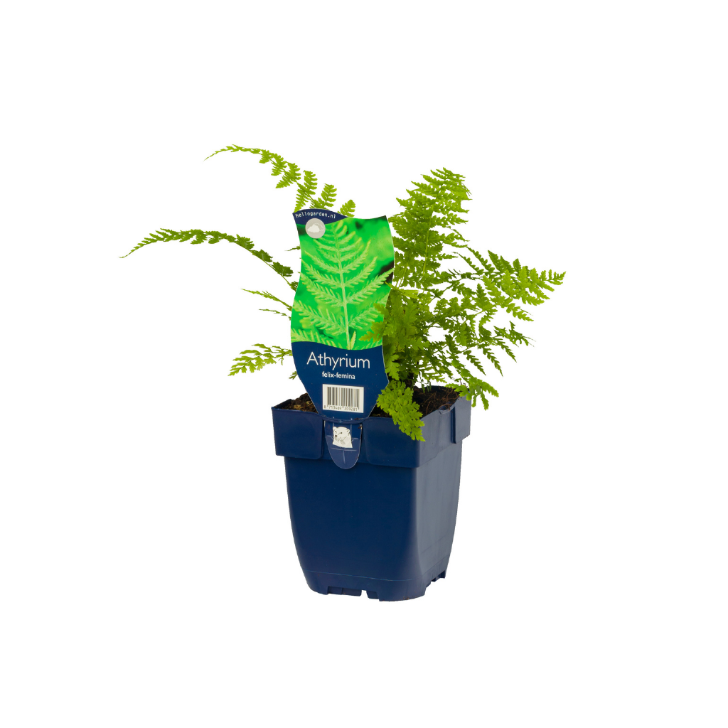 Wijfjesvaren (Athyrium filix-femina) ø 11 cm