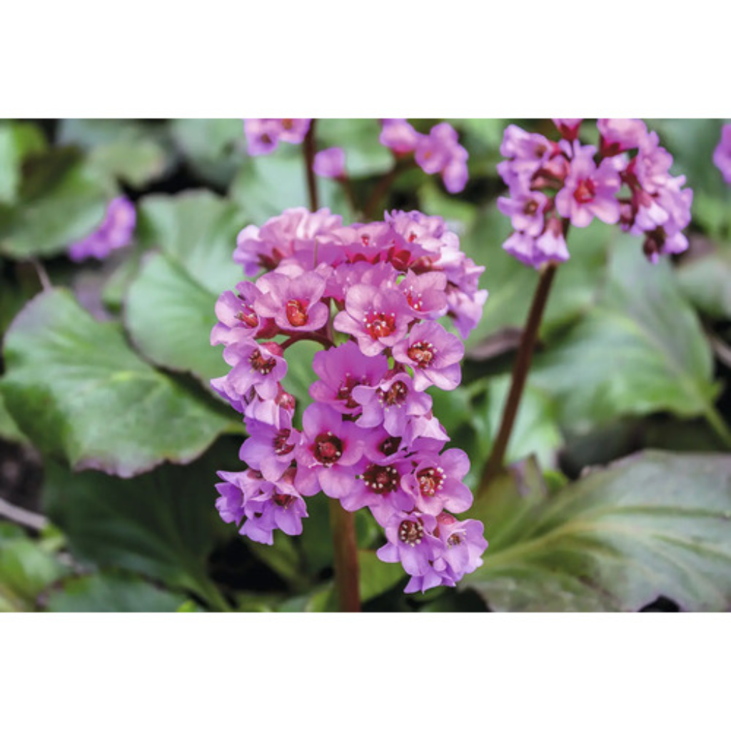 Schoenlappersplant (Bergenia 'Ouverture') ø 11 cm