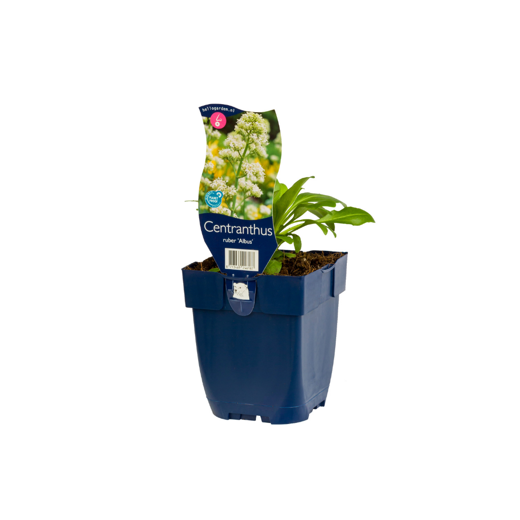 Witte valeriaan (Centranthus ruber 'Albus') ø 11 cm