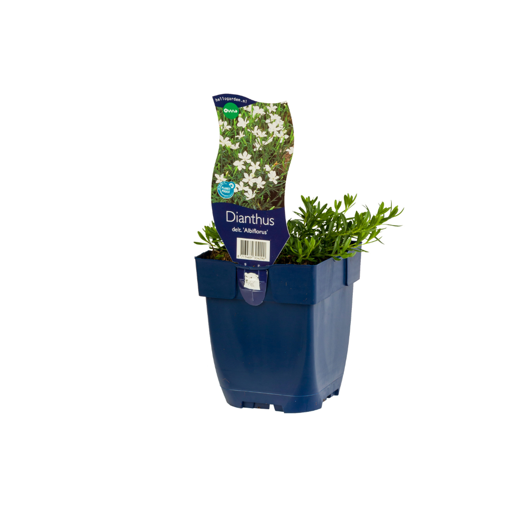 Steenanjer (Dianthus delt. 'Albiflorus') ø 11 cm