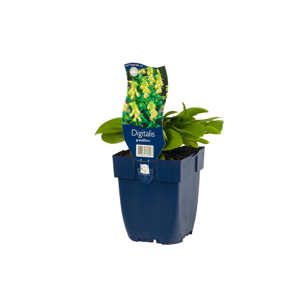 Vingerhoedjeskruid (Digitalis grandiflora) ø 11 cm