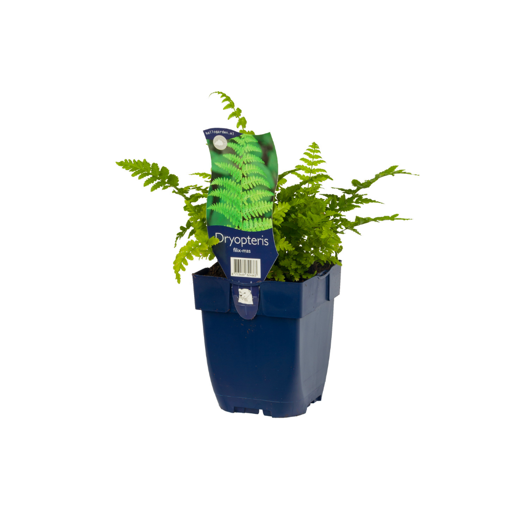 Mannetjesvaren (Dryopteris filix-mas) ø 11 cm