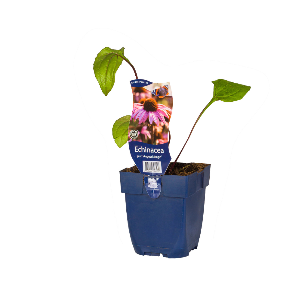 Zonnehoed (Echinacea purp. 'Augustkönigin') ø 11 cm