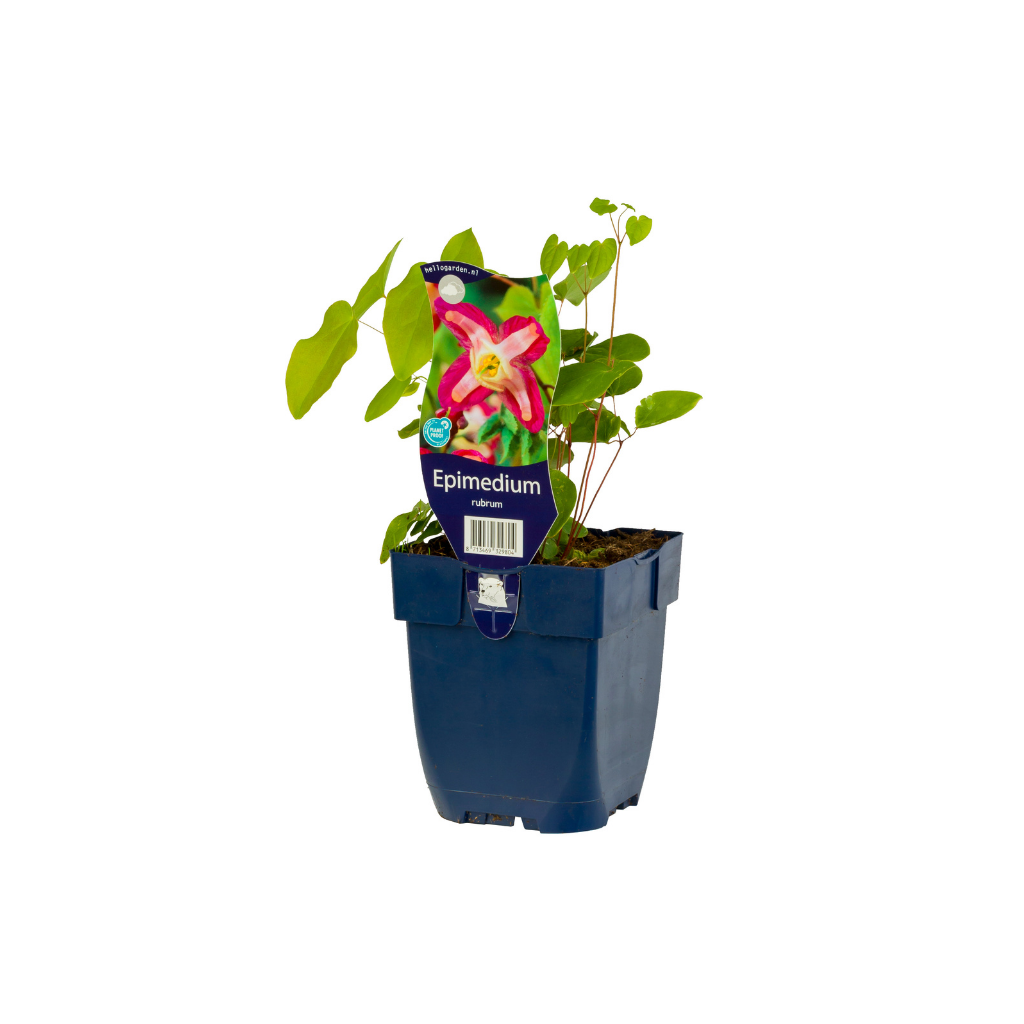 Elfenbloem (Epimedium rubrum) ø 11 cm