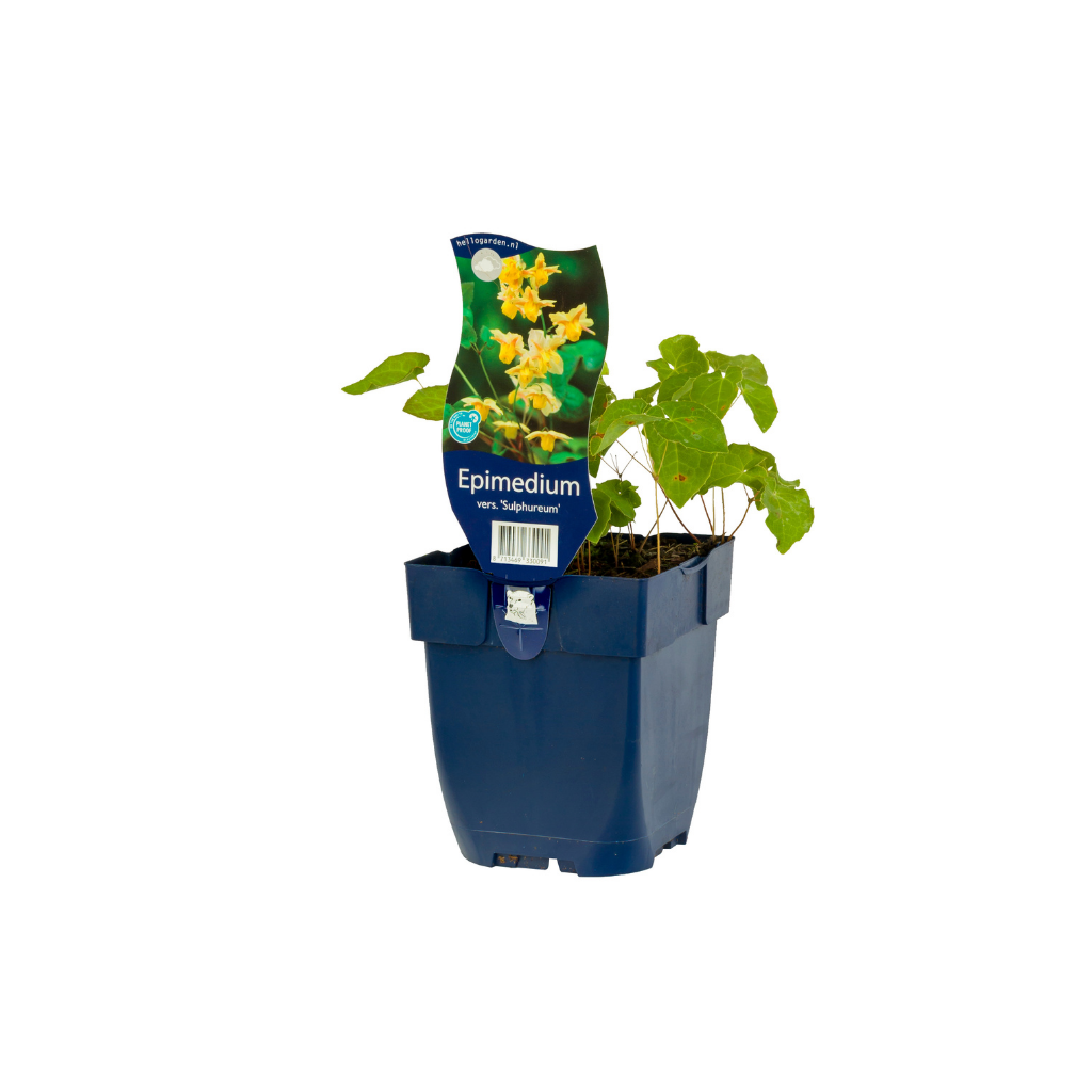 Elfenbloem (Epimedium vers. 'Sulphureum') ø 11 cm