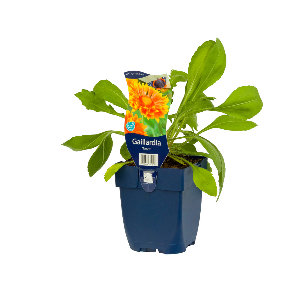 Kokardebloem (Gaillardia 'Peach') ø 11 cm