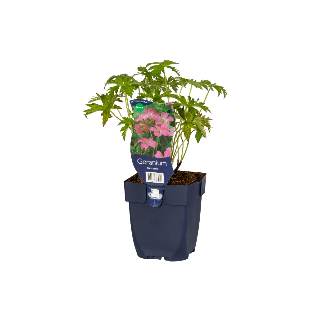 Ooievaarsbek (Geranium endressii) ø 11 cm