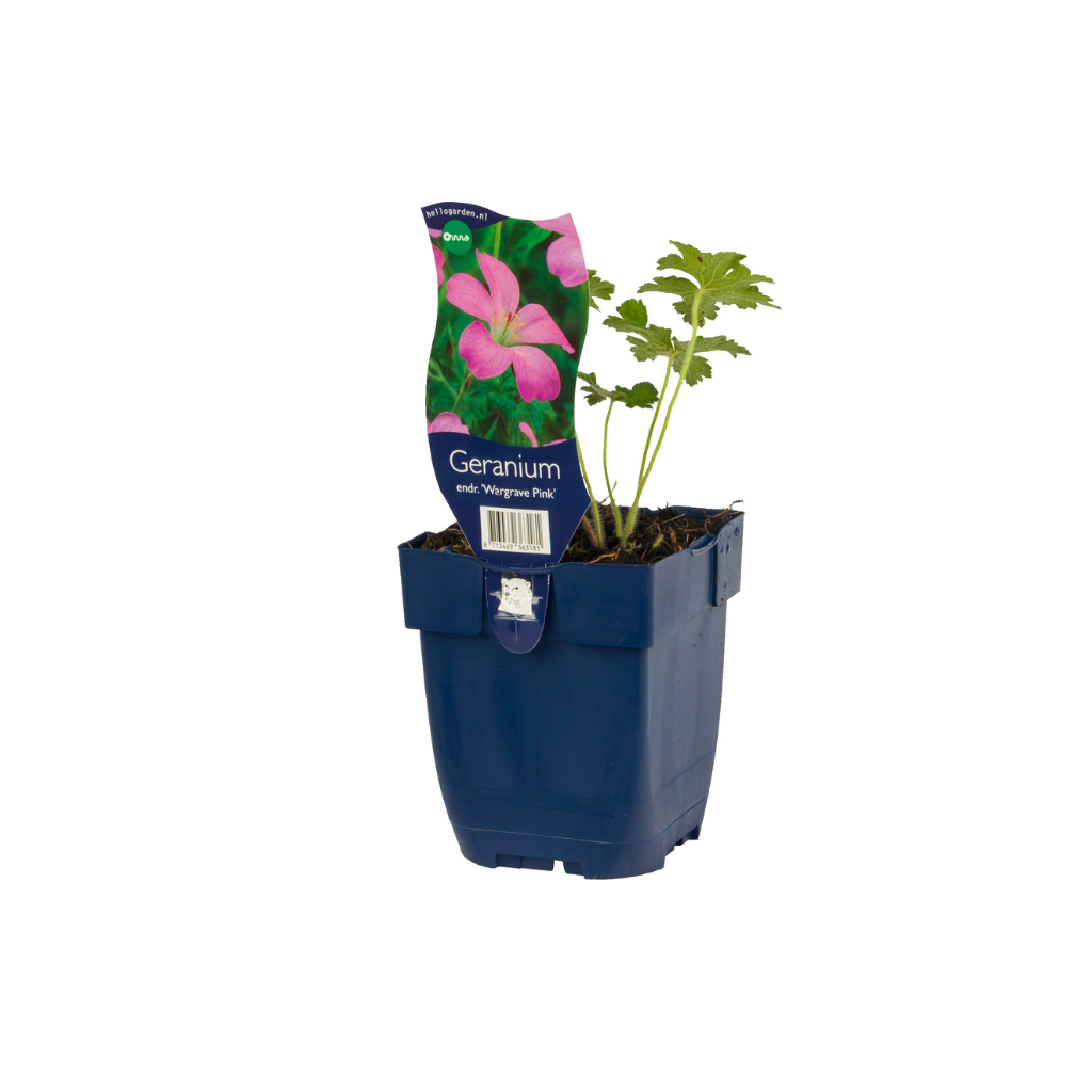 Ooievaarsbek (Geranium endr. 'Wargrave Pink') ø 11 cm