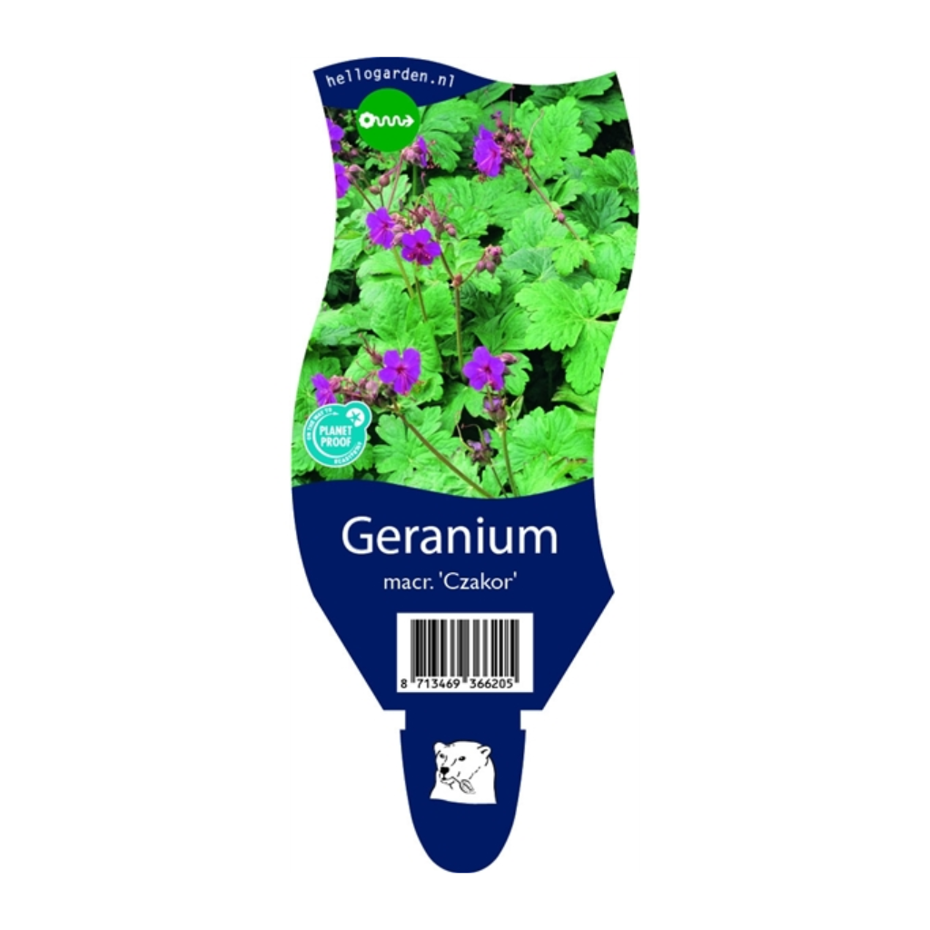 Ooievaarsbek (Geranium macr. 'Czakor') ø 11 cm