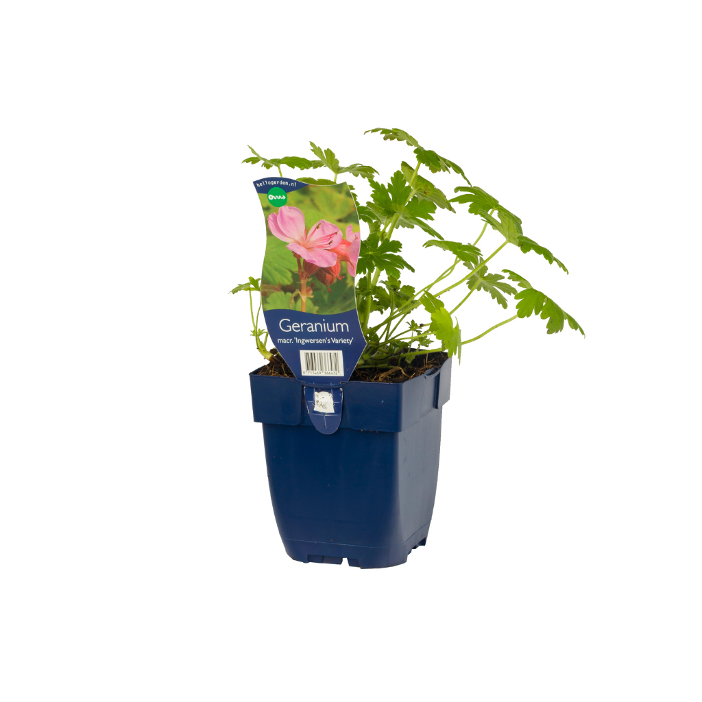 Ooievaarsbek (Geranium macr. 'Ingwersen's Variety') ø 11 cm