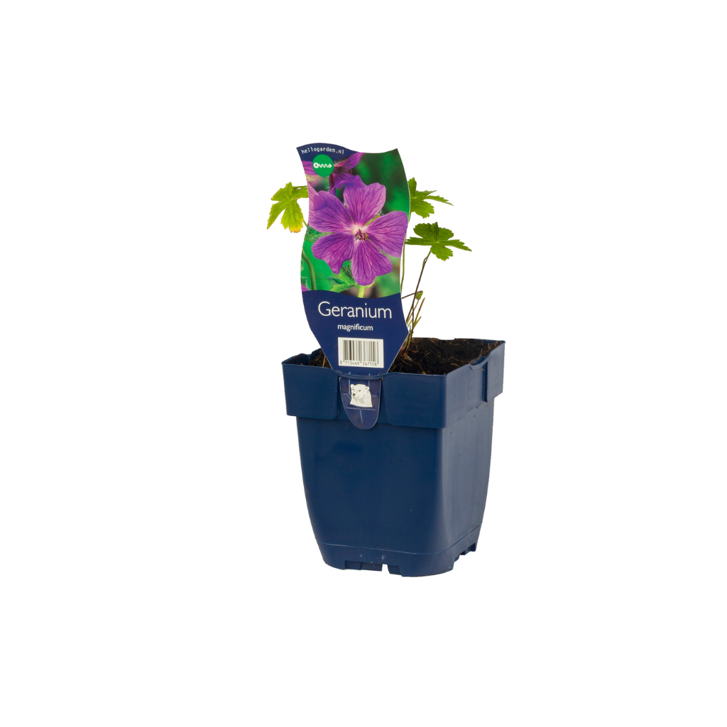 Ooievaarsbek (Geranium magnificum) ø 11 cm