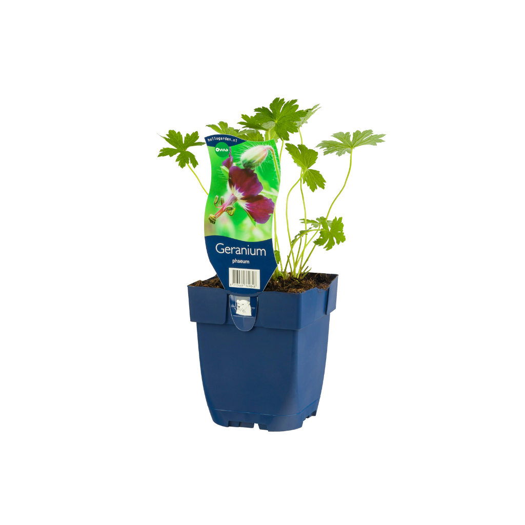 Ooievaarsbek (Geranium phaeum) ø 11 cm