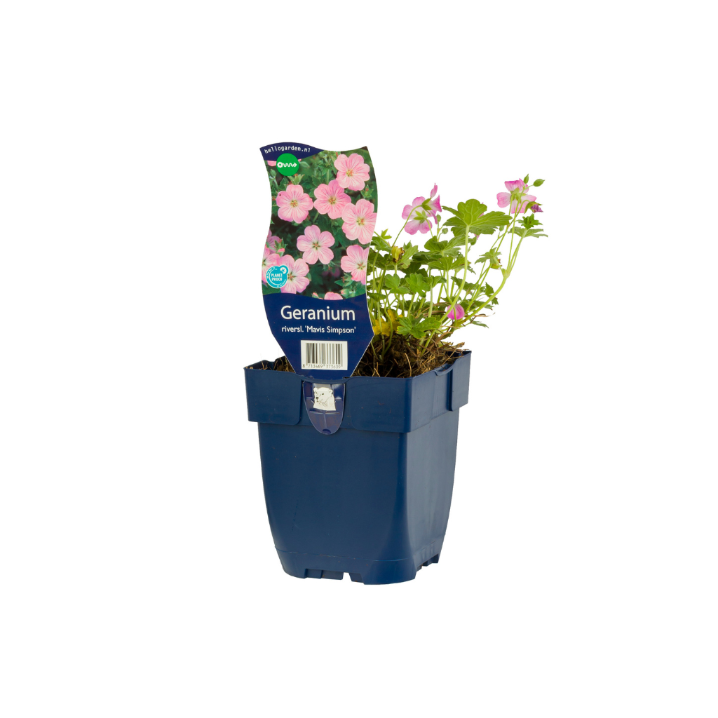 Ooievaarsbek (Geranium river. 'Mavis Simpson') ø 11 cm