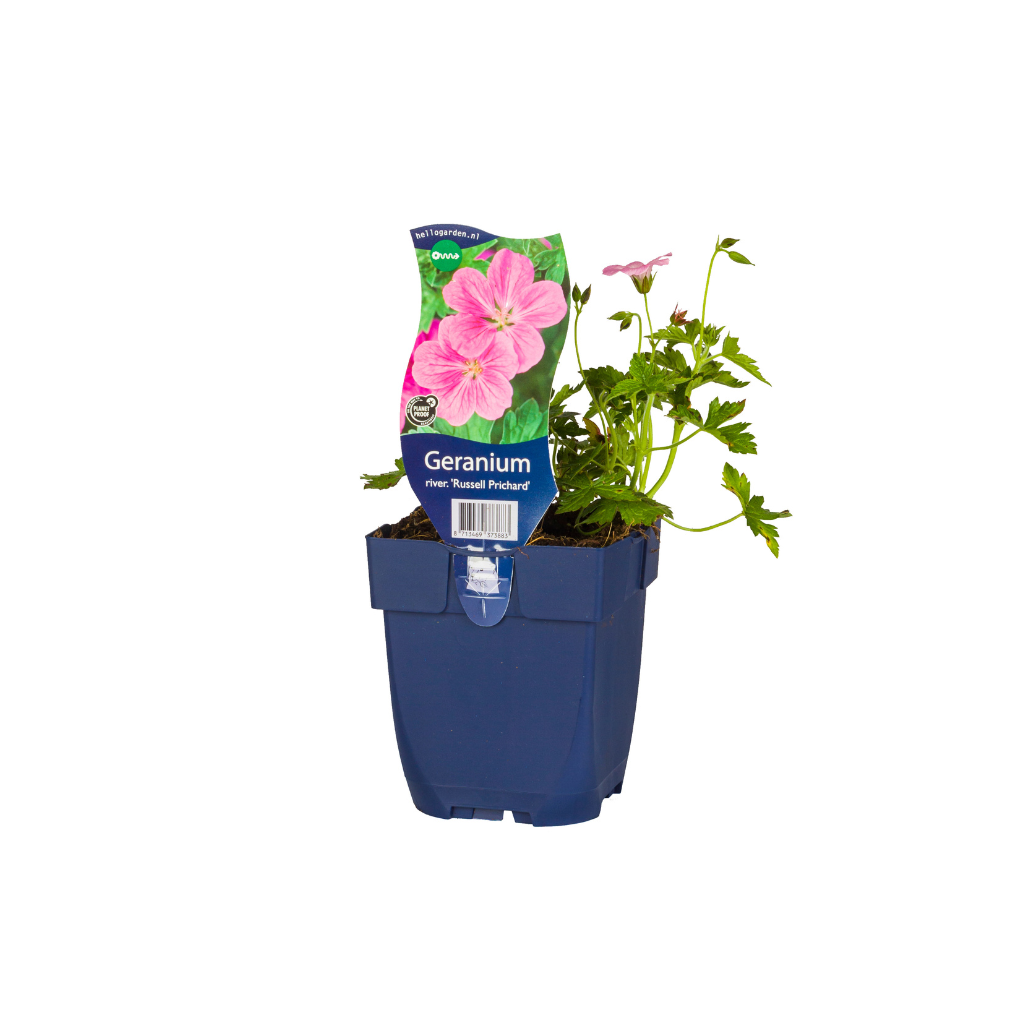 Ooievaarsbek (Geranium river. 'Russell Prichard') ø 11 cm