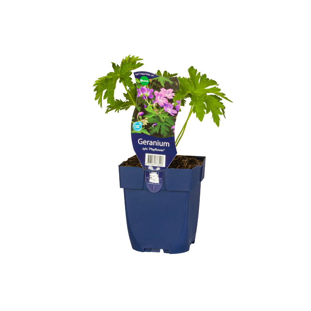 Ooievaarsbek (Geranium sylv. 'Mayflower') ø 11 cm