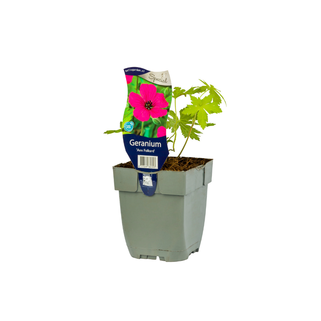 Ooievaarsbek (Geranium 'Ann Folkard') ø 11 cm
