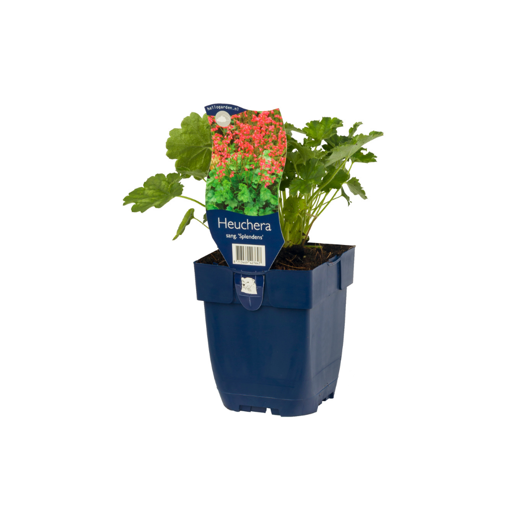 Purperklokje (Heuchera sang. 'Splendens') ø 11 cm