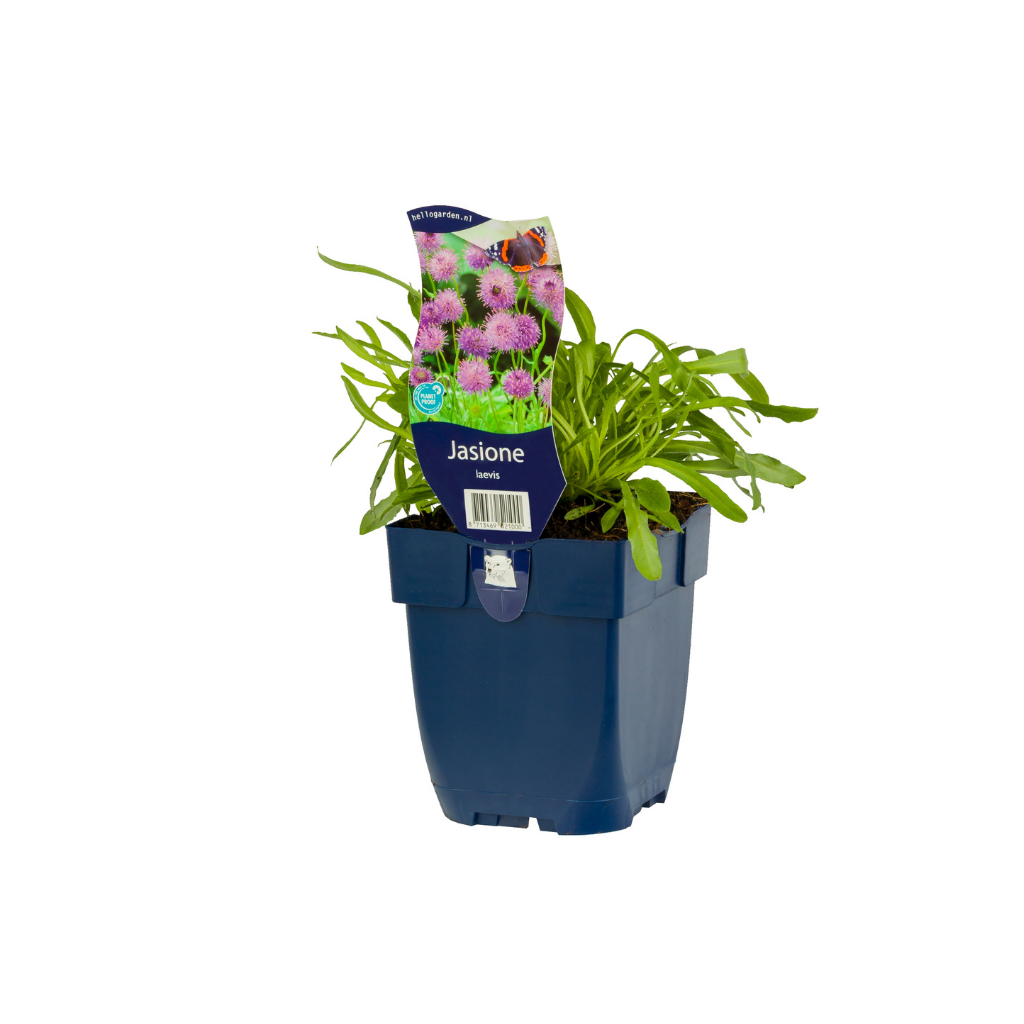 Zandblauwtje (Jasione laevis) ø 11 cm