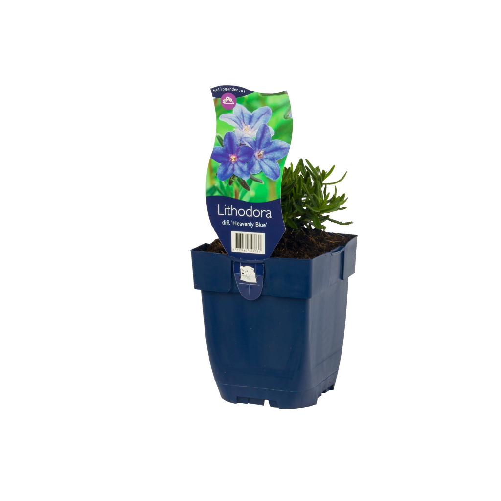 Parelkruid (Lithodora diff. 'Heavenly Blue') ø 11 cm