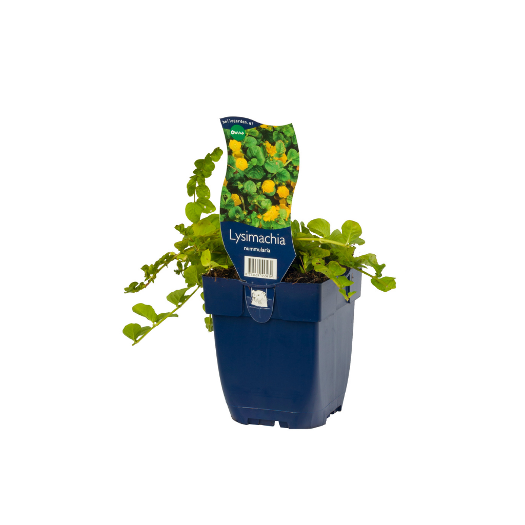 Penningskruid (Lysimachia nummularia) ø 11 cm