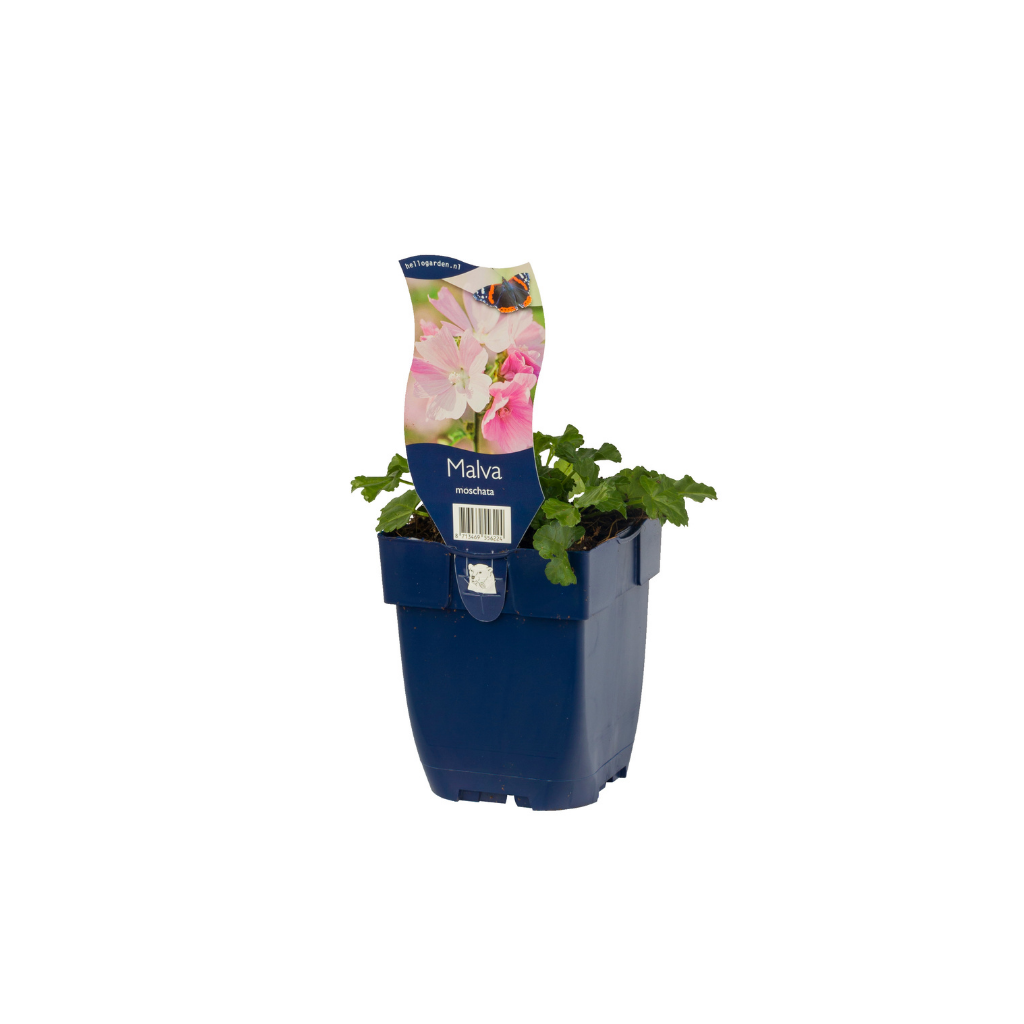 Muskuskaasjeskruid (Malva moschata) ø 11 cm