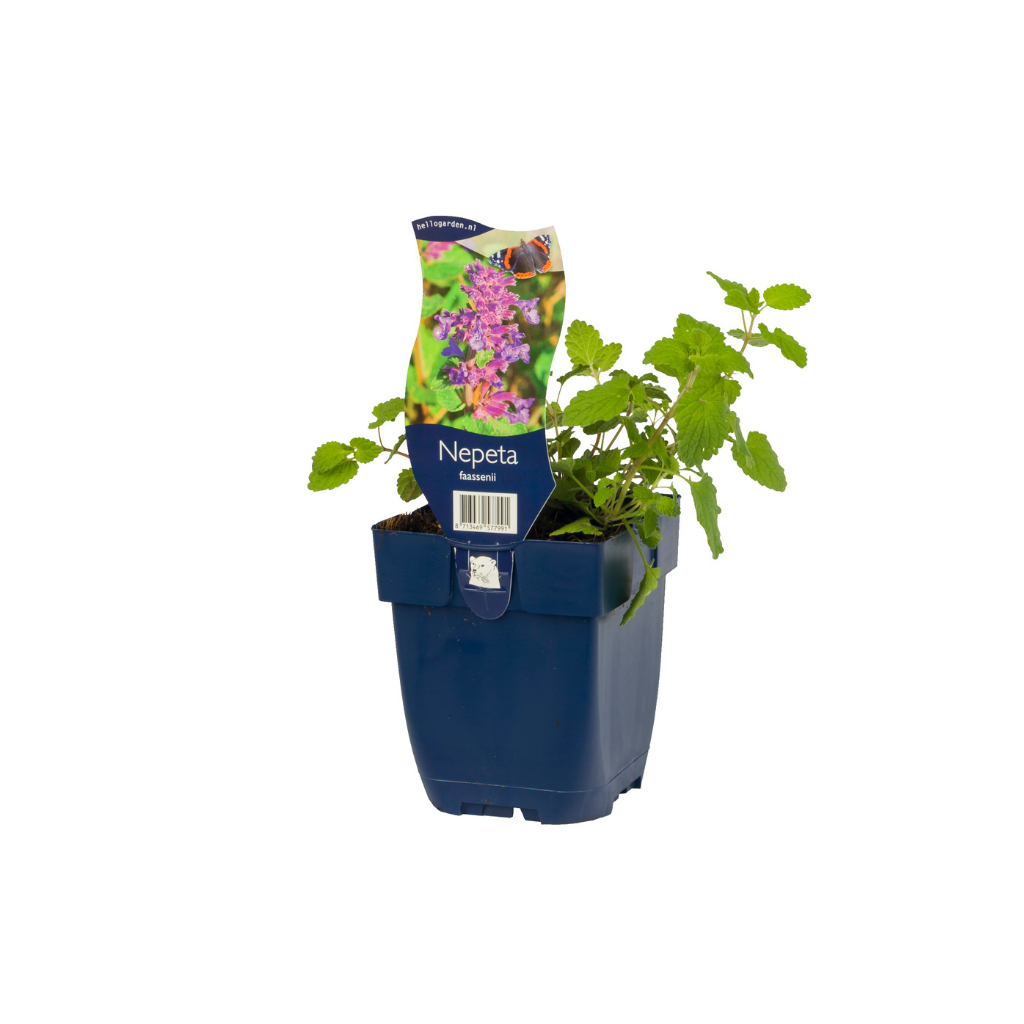 Kattekruid (Nepeta faassenii) ø 11 cm