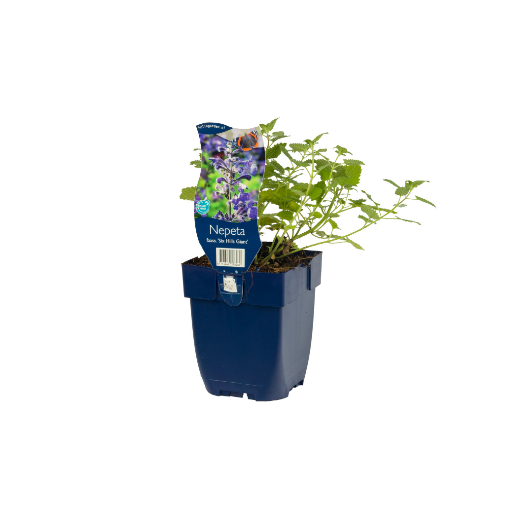 Kattekruid (Nepeta faassenii 'Six Hills Giant') ø 11 cm