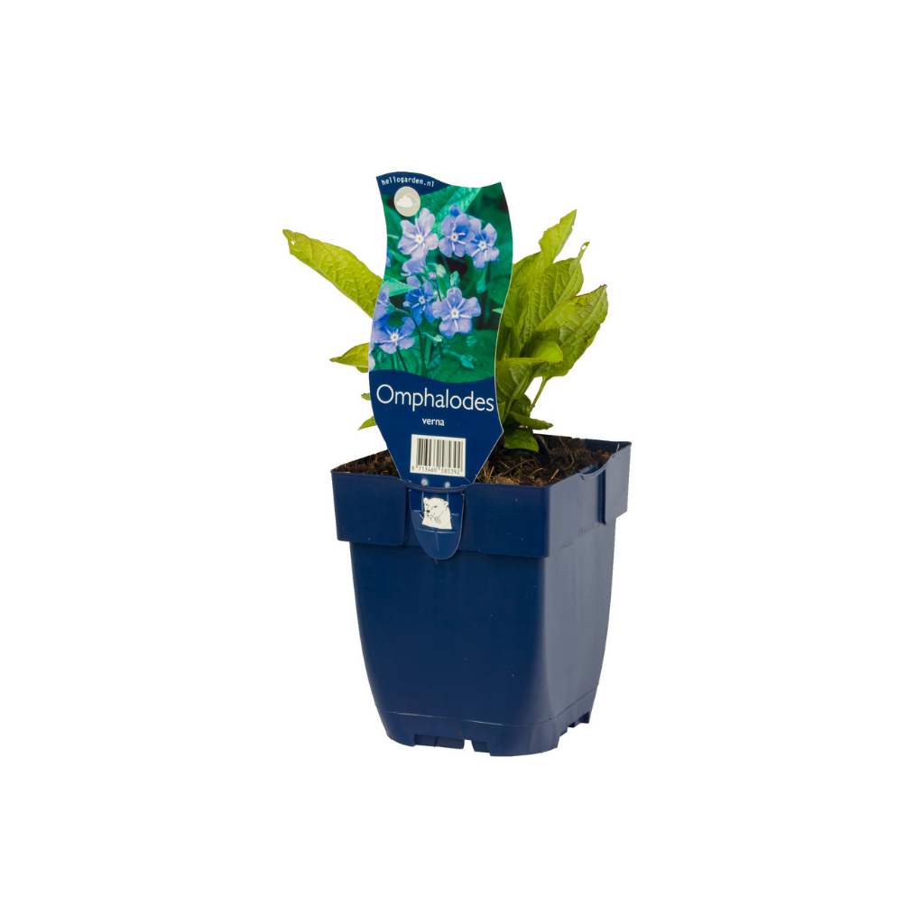 Amerikaans vergeet-mij-nietje (Omphalodes verna) ø 11 cm